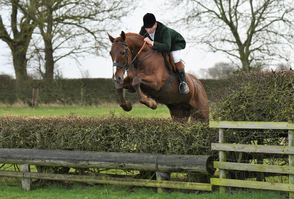 Irish Draught Stallion - Carrigfada Diamond (Grosvenor Lad x Glidawn Diamond) - HOYS